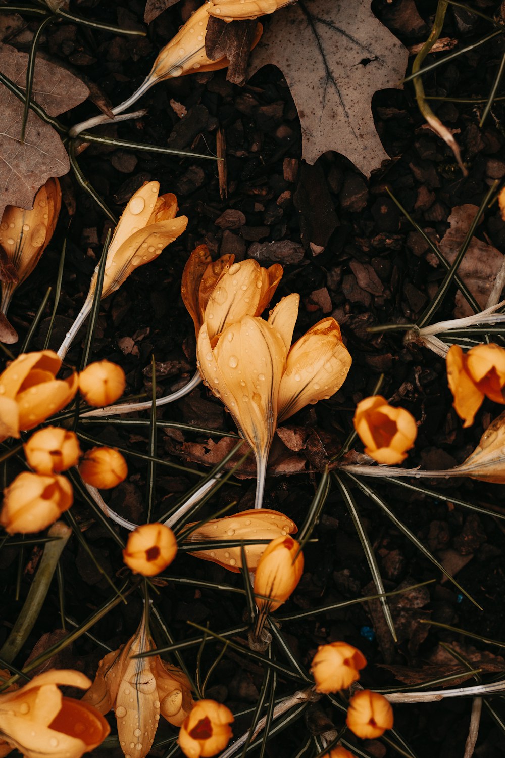 brown leaves on brown dried leaves