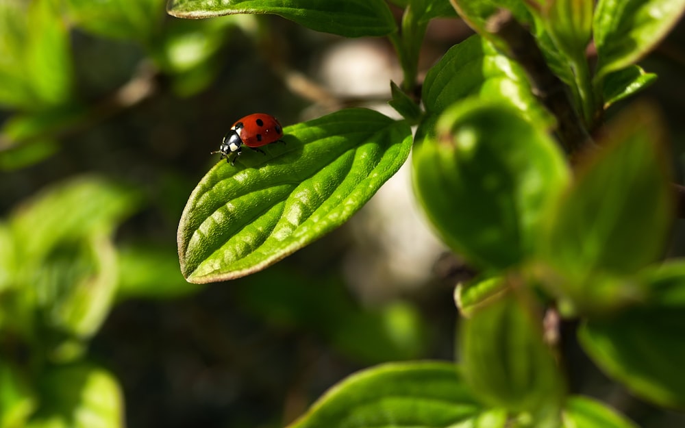 red ladybug on green leaf in close up photography during daytime