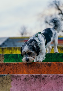 A small dog with a fluffy coat and a harness is carefully descending a set of brightly colored concrete stairs. The stairs are painted in vibrant hues of pink, orange, green, and yellow. The background is slightly blurred, indicating an outdoor setting.