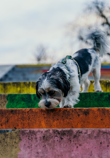 A small dog with a fluffy coat and a harness is carefully descending a set of brightly colored concrete stairs. The stairs are painted in vibrant hues of pink, orange, green, and yellow. The background is slightly blurred, indicating an outdoor setting.