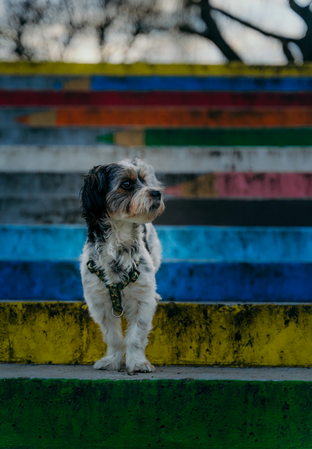 white and black long coated small dog