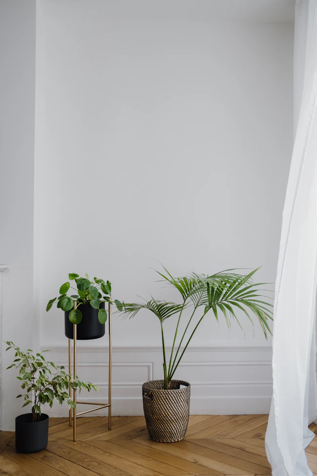Plantas de interior junto a una pared clara