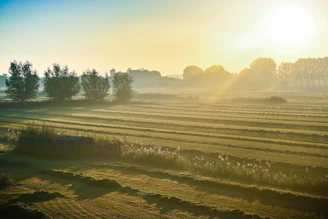 A serene Indian farm landscape at dawn with lush green fields and farmers gently tending to crops.