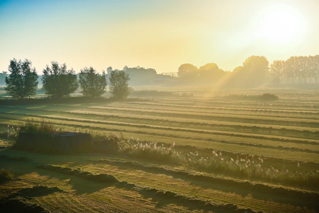 A serene farm landscape bathed in soft morning light, with lush green fields and rustic wooden crates filled with makhana and spices.