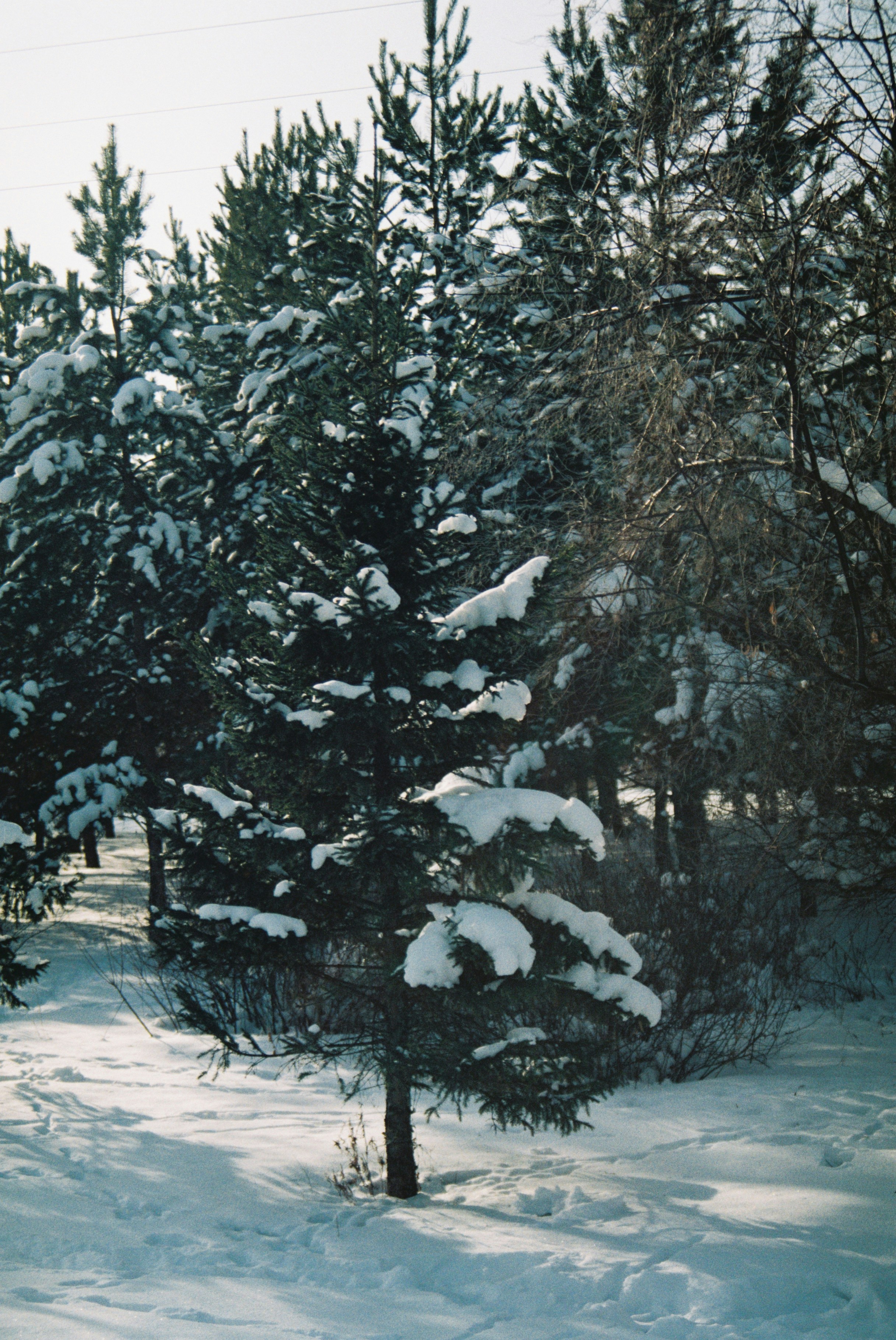 Green trees covered with snow during daytime photo – Free Grey Image on ...