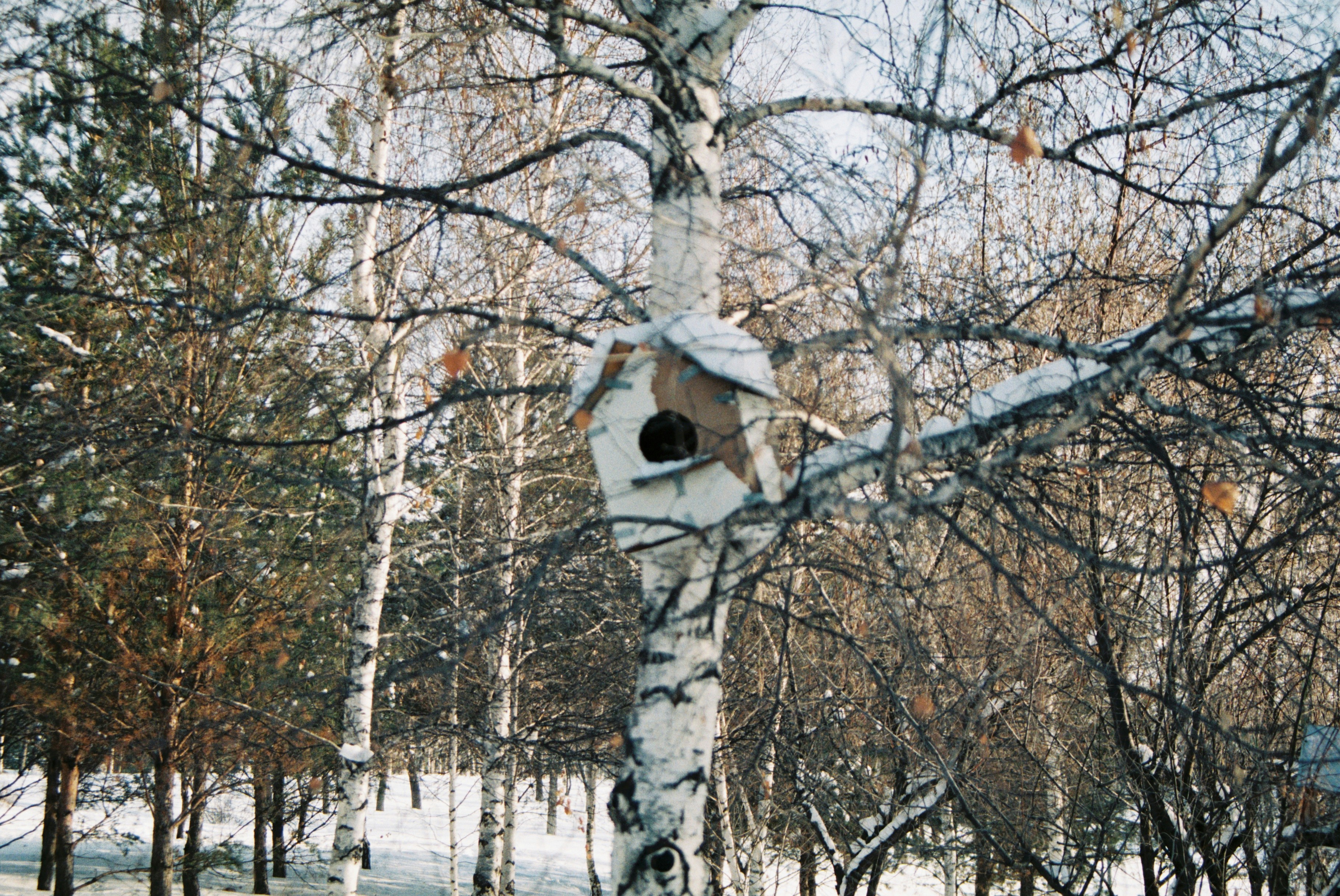 Nichoir en bois blanc et noir sur branche d’arbre brun