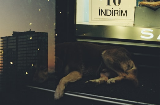 A dog is resting on a black surface in front of a shop window with a large discount sign that reads 'İNDİRİM'. The image combines an urban cityscape reflected on the glass, with high-rise buildings in the background and small glowing particles that create a dreamy effect.