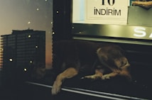 A dog is resting on a black surface in front of a shop window with a large discount sign that reads 'İNDİRİM'. The image combines an urban cityscape reflected on the glass, with high-rise buildings in the background and small glowing particles that create a dreamy effect.