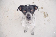 A calm dog sitting attentively beside its owner during a socialization training session.