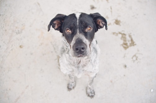 A calm dog sitting attentively next to its owner during a training exercise.