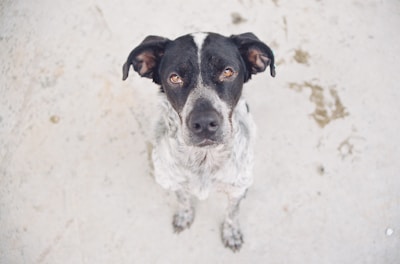 A calm dog sitting attentively while the trainer gives commands