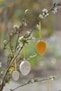 yellow and white round fruits on brown tree branch