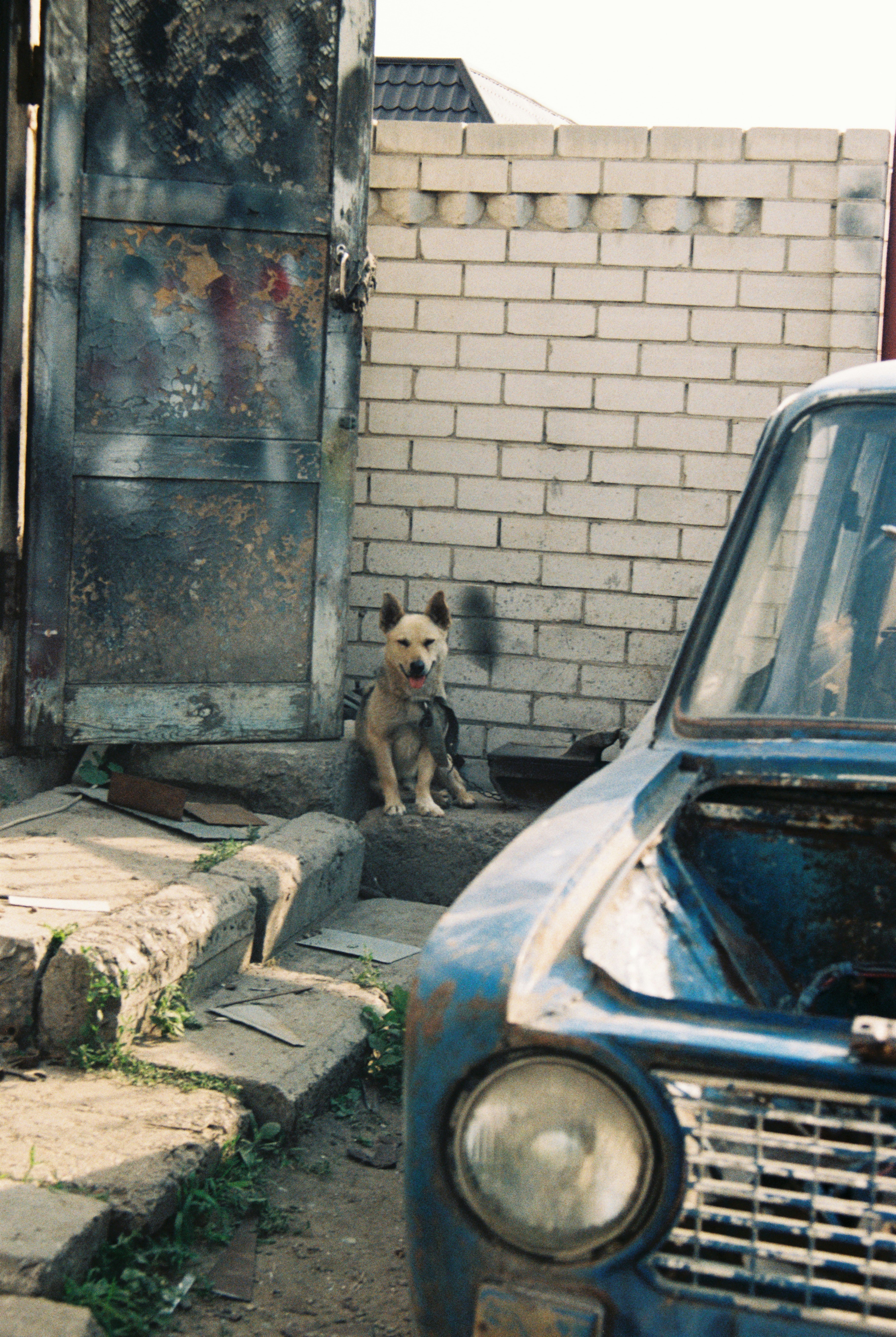 brown and black short coated dog on black car