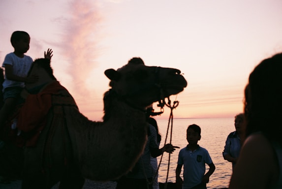 A warm Moroccan desert sunset with a camel caravan silhouetted against the sky.