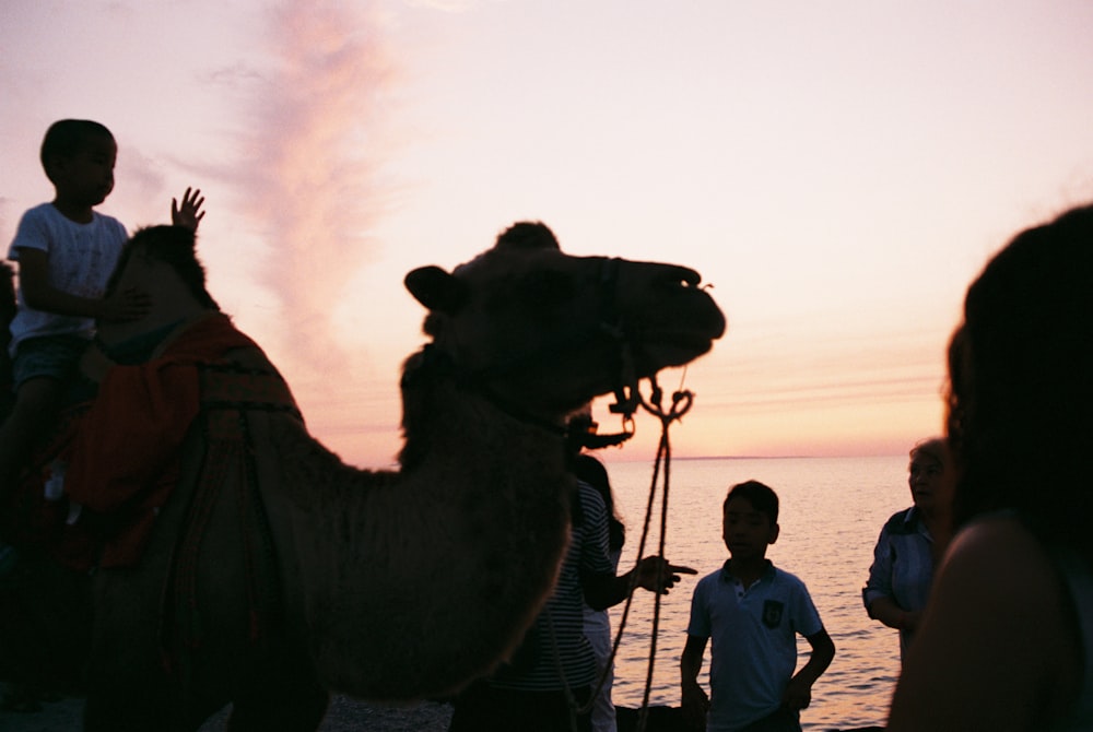 silhouette of people riding camel during sunset