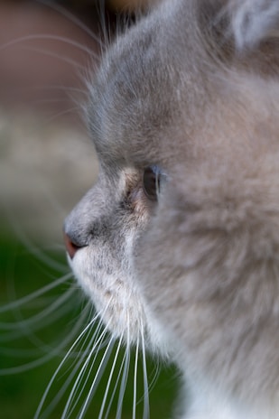 An intimate close-up of a cat's whiskers and fur, rendered with tender precision in pastel.