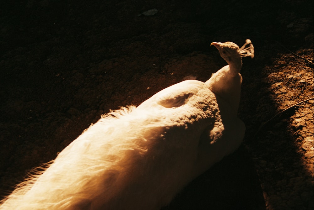 white animal lying on ground