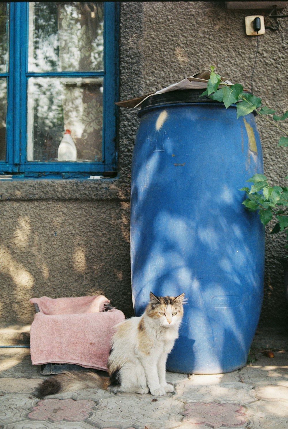 orange tabby cat on blue plastic drum