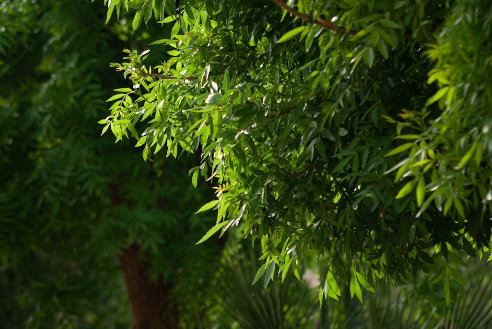 갈색 나무에 녹색 잎