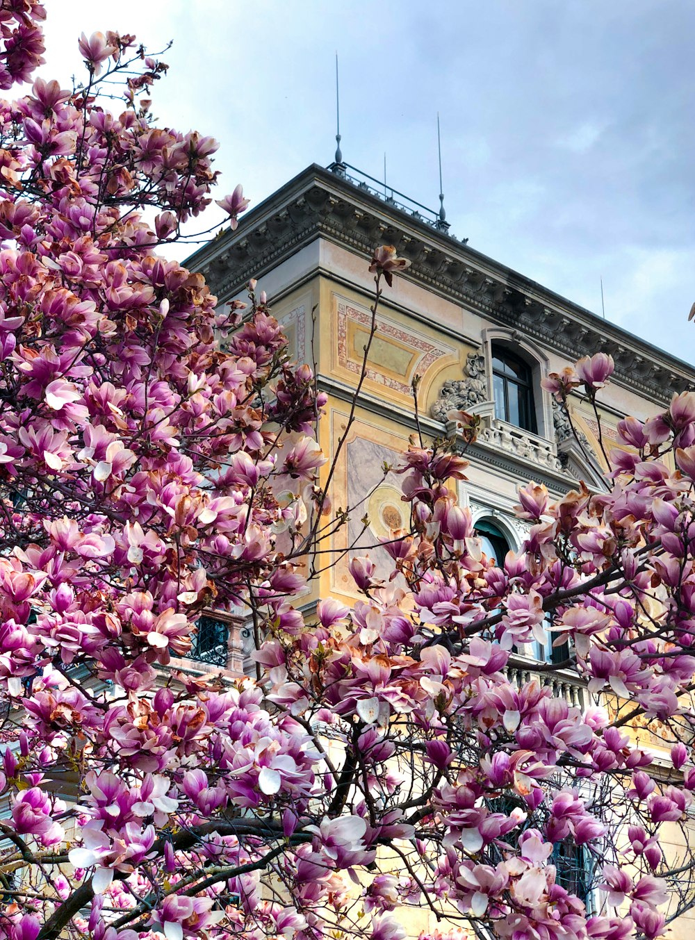 pink flowers on tree near brown concrete building during daytime