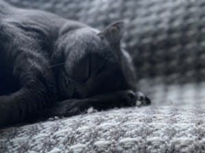 A cozy gray kitten curled up on a soft blue blanket in gentle light.