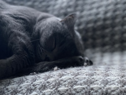 A cozy gray kitten curled up on a soft blue blanket in gentle light.
