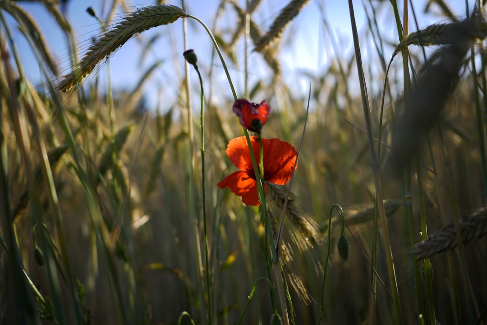 red flower in green grass during daytime