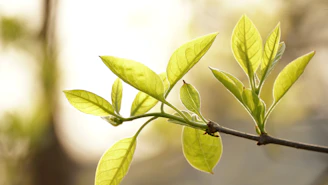 green leaf in tilt shift lens
