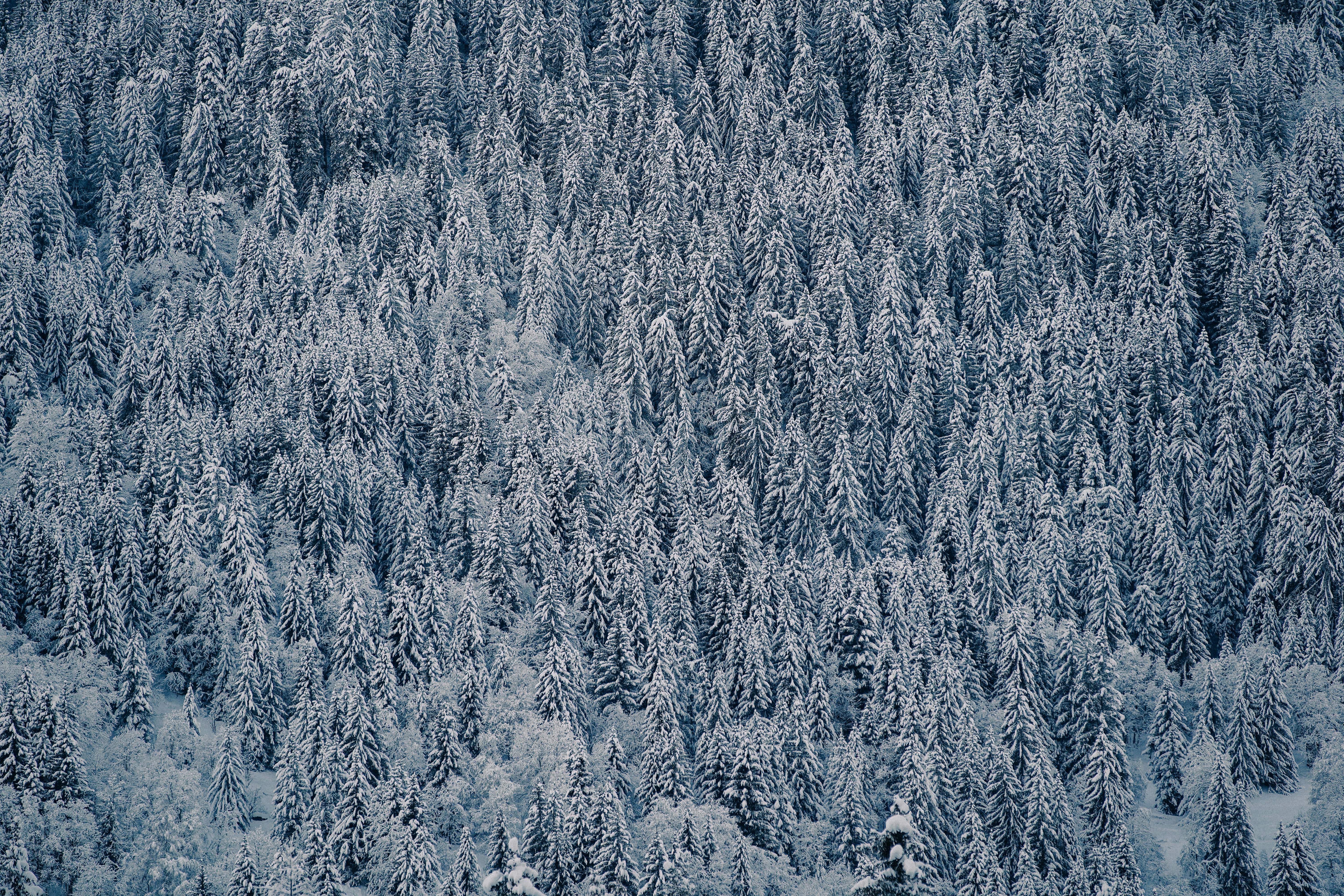 Le dragon rouge de Méribel