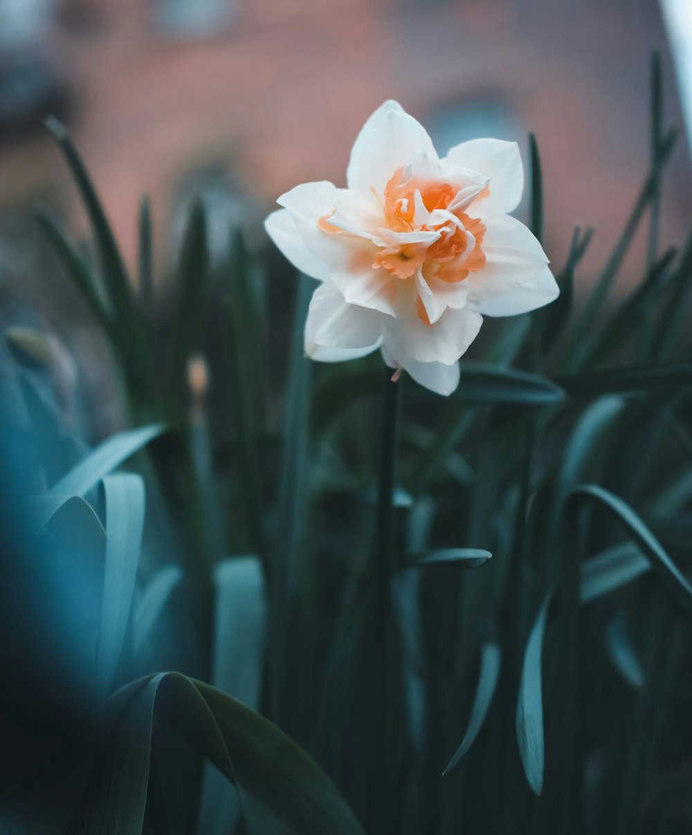 white and pink flower in close up photography