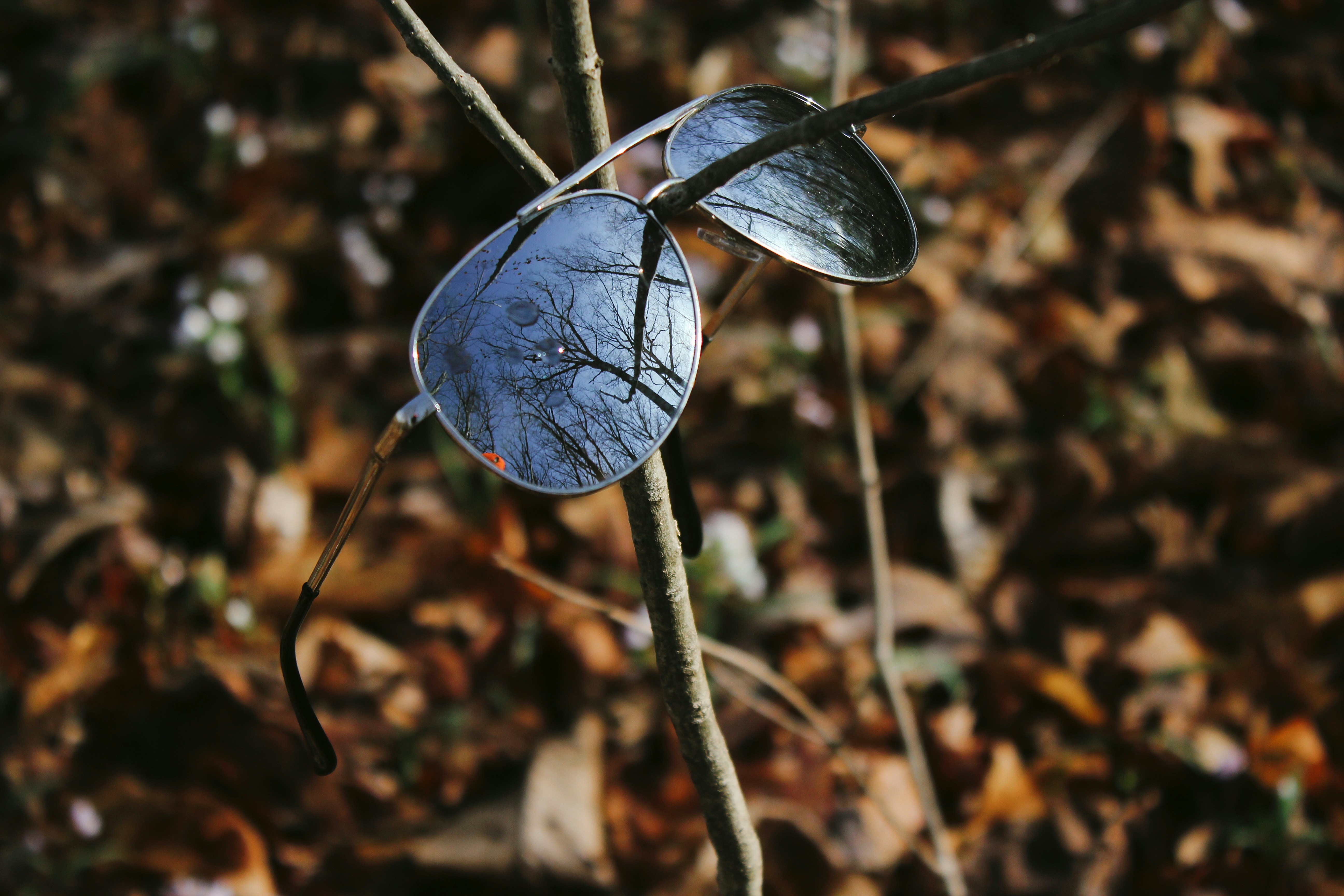 blue and white flower bud in close up photography