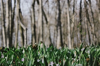 A forest scene featuring a dense cluster of green plants and small purple flowers in the foreground. Tall, leafless trees with bark-covered trunks fill the background, creating a vertical pattern. Sunlight filters through, casting dappled light on the ground.