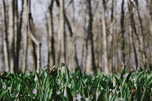 A forest scene featuring a dense cluster of green plants and small purple flowers in the foreground. Tall, leafless trees with bark-covered trunks fill the background, creating a vertical pattern. Sunlight filters through, casting dappled light on the ground.