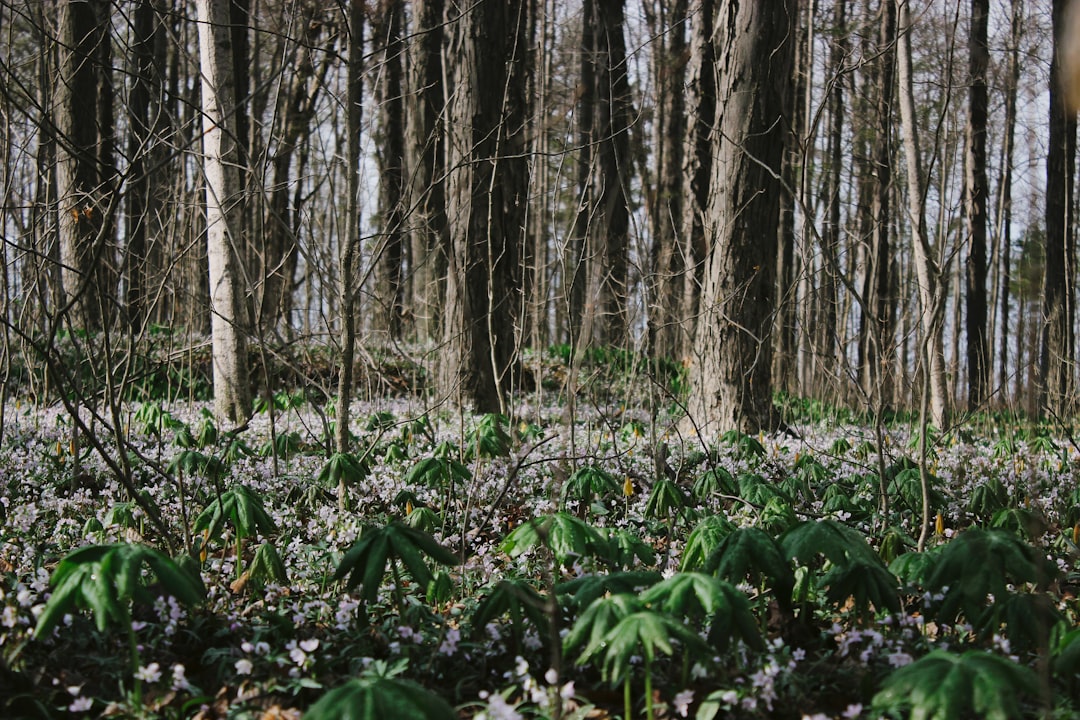 green plants and trees during daytime