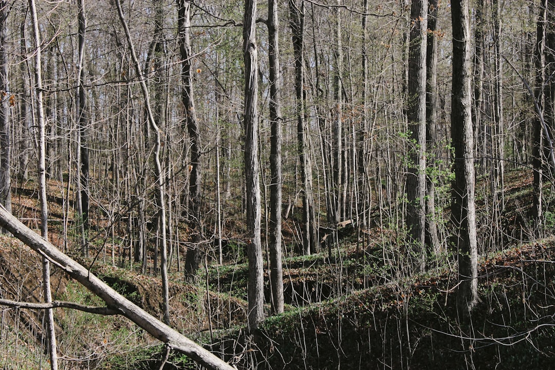 brown tree branches on forest during daytime