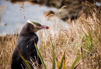 pingüino de ojos amarillos en nueva zelanda