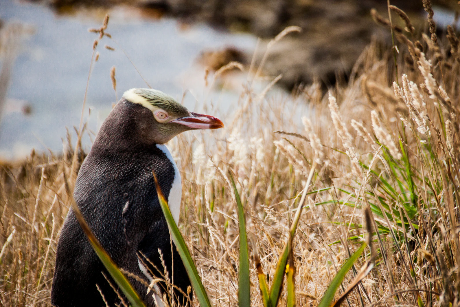 pingüino de ojos amarillos en nueva zelanda