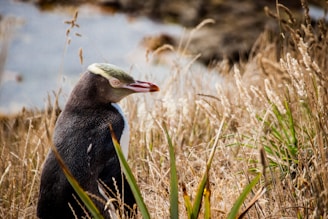 pingüino de ojos amarillos en nueva zelanda