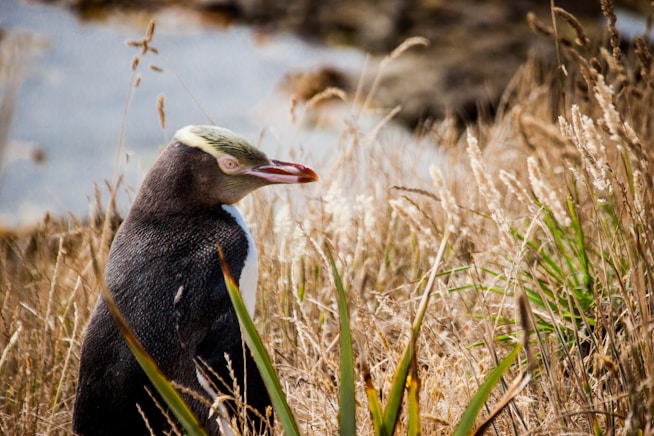 pingüino de ojos amarillos en nueva zelanda