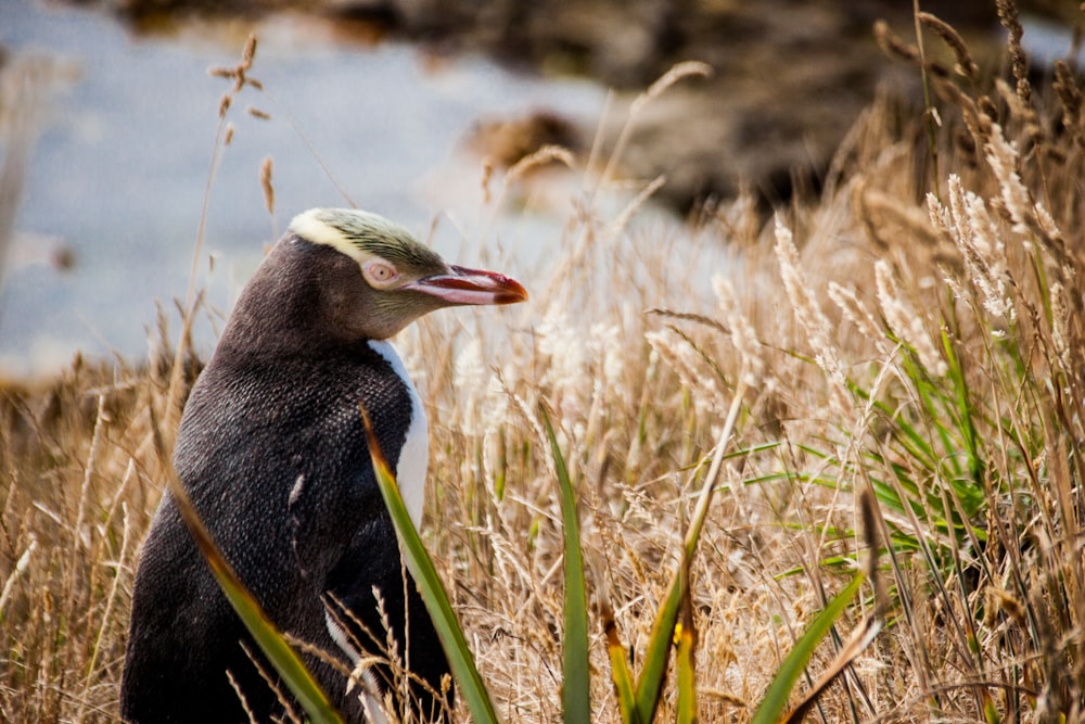 Pingouin noir et blanc sur l’herbe verte pendant la journée