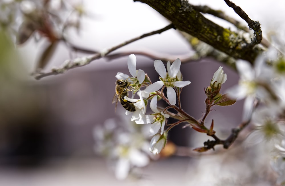 Flor de cerezo blanco en fotografía de primer plano