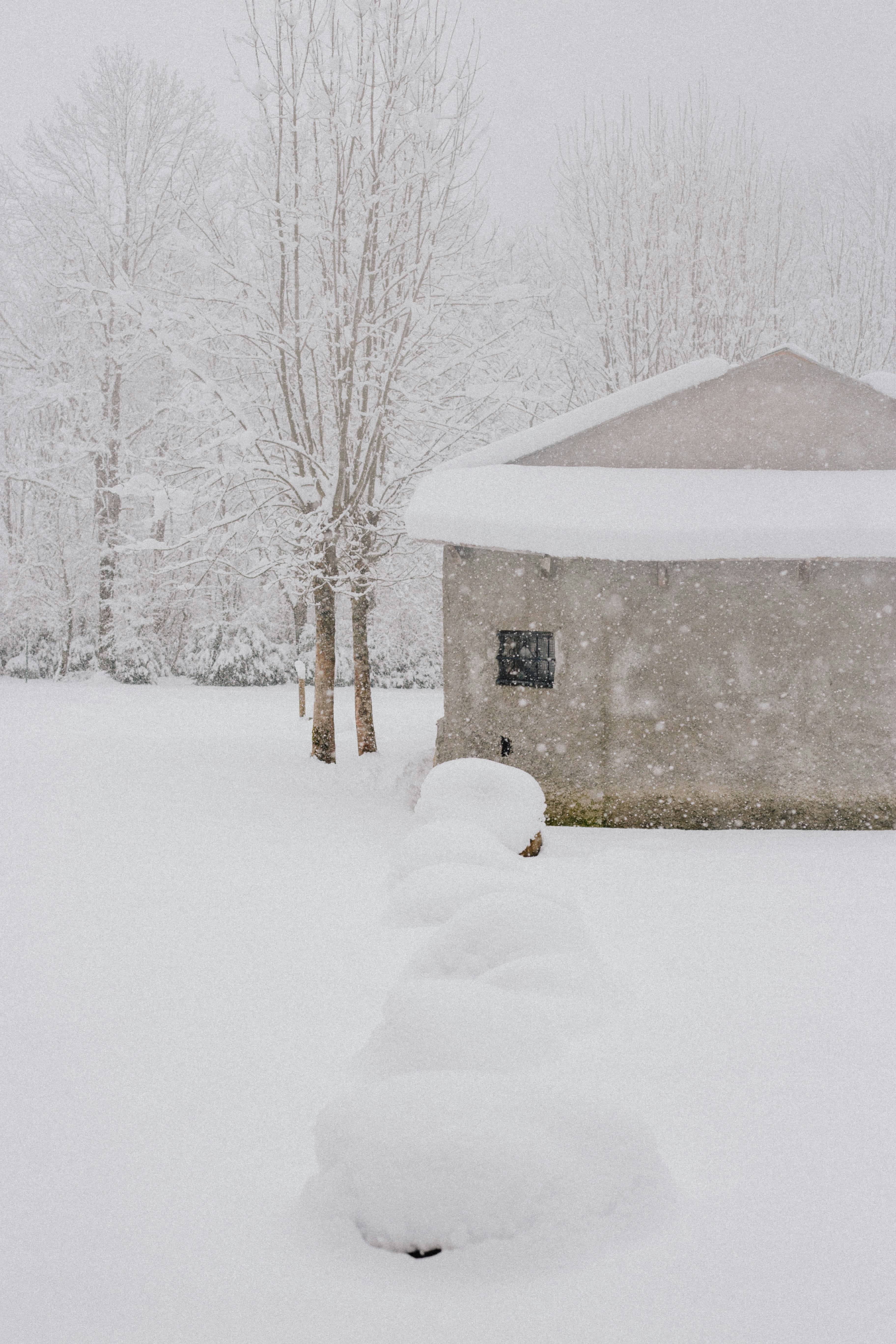 snow covered field with bare trees during daytime