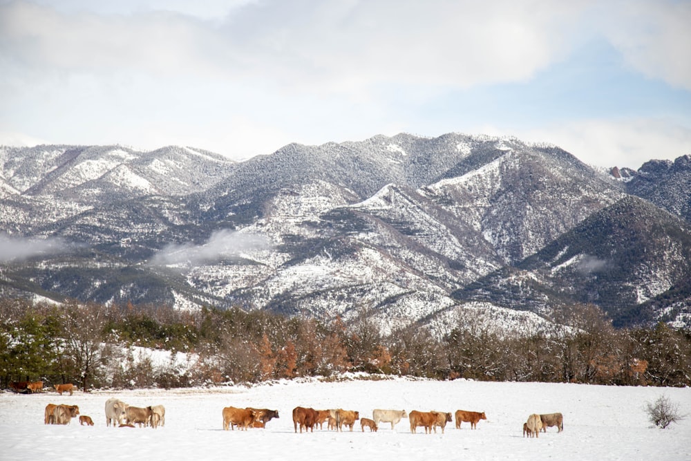 雪に覆われた山の近くの野原の羊の群れ