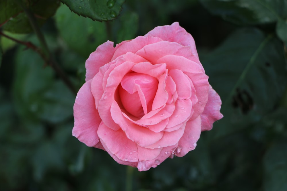 pink rose in bloom during daytime