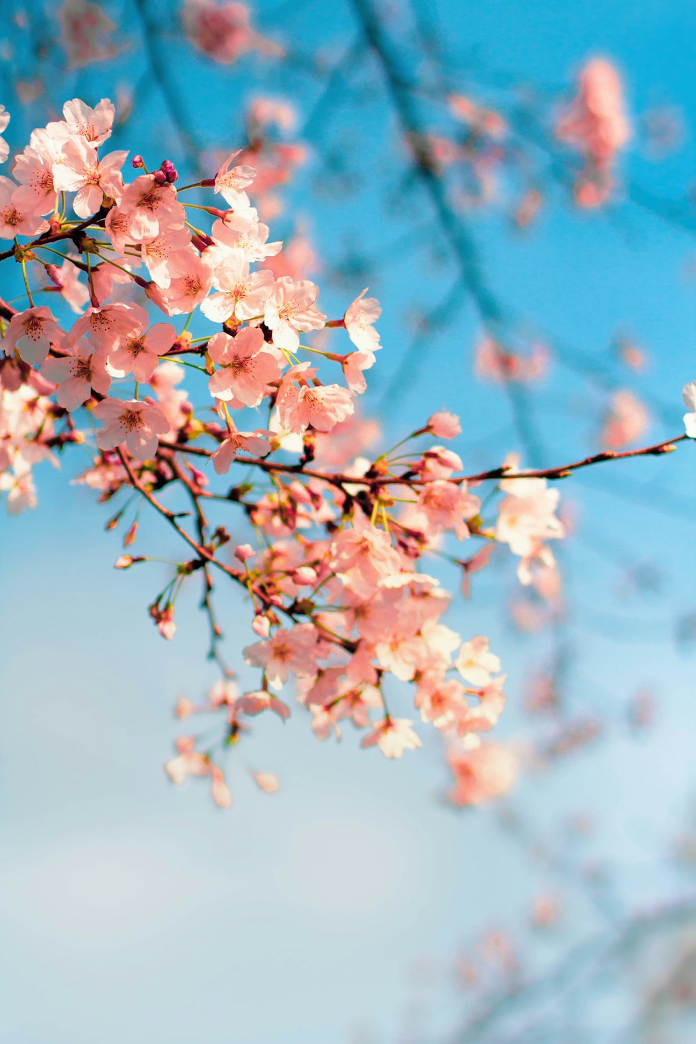 pink and white cherry blossom