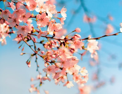 pink and white cherry blossom