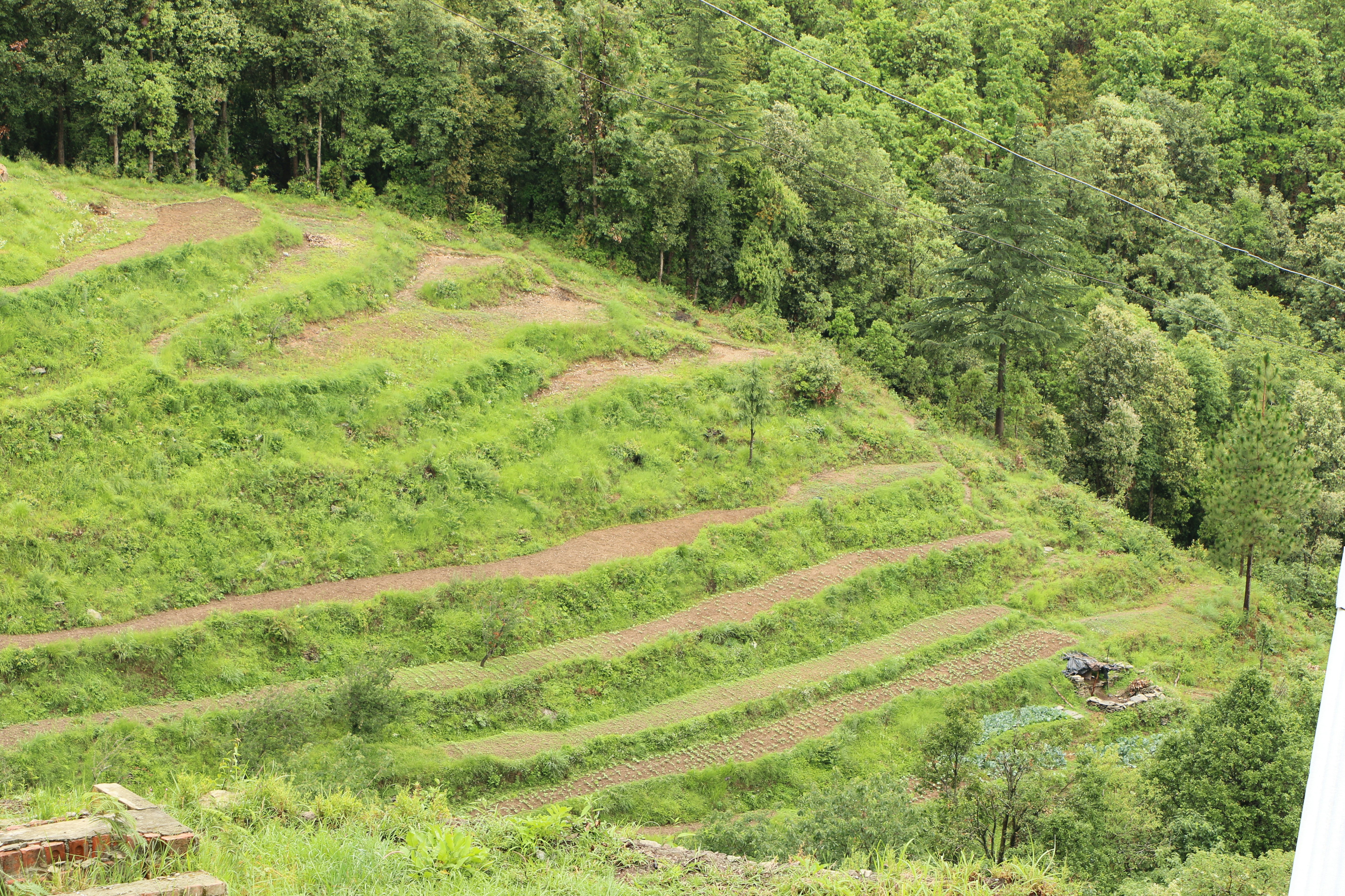 green grass field and trees during daytime