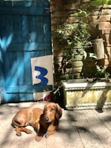 A dachshund lies on a sunlit stone patio in front of a blue wooden gate marked with the number three. Beside the gate, a brick wall is partially covered with climbing green plants, and there's a flower planter casting shadows nearby.