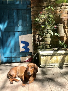 A dachshund lies on a sunlit stone patio in front of a blue wooden gate marked with the number three. Beside the gate, a brick wall is partially covered with climbing green plants, and there's a flower planter casting shadows nearby.