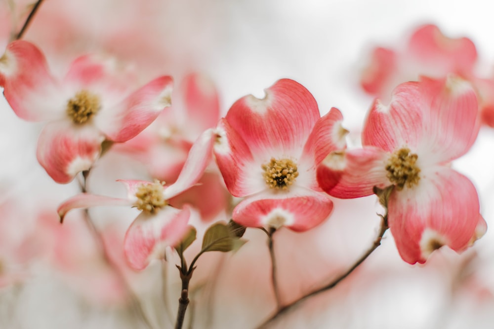 pink cherry blossom in close up photography